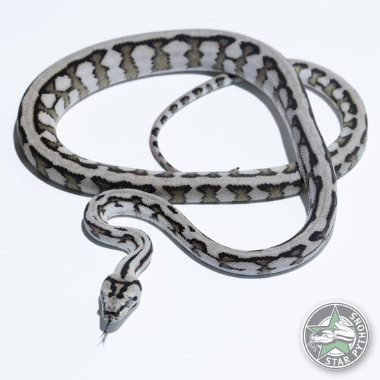Dieses schöne Axanthic Tiger Jaguar (pure Coastal) Teppichpython (weiblich) mit der ID 25-339 ist zu verkaufen.