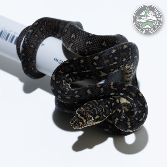 This beautiful female Diamond carpet python with id 25-708 is for sale.