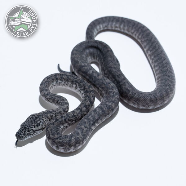 This beautiful female Axanthic Granite (pure IJ) carpet python with id 26-014 is for sale.