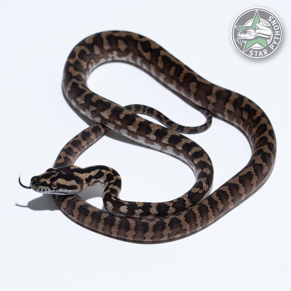 이 아름다운 (dblhet Axanthic Granite (pure IJ) (male)) 카펫비단뱀(ID: 26-019)이 판매 중입니다.
