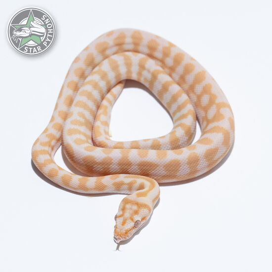 This beautiful male Sunglow Jaguar dblhet Axanthic Granite carpet python with id 26-050 is for sale.