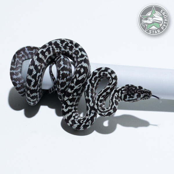 Dieses schöne Axanthic Zebra Teppichpython (männlich) mit der ID 26-374 ist zu verkaufen.
