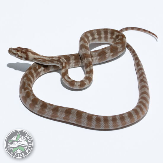 이 아름다운 (Hypo Jaguar dblhet Snow (male)) 카펫비단뱀(ID: 26-405)이 판매 중입니다.