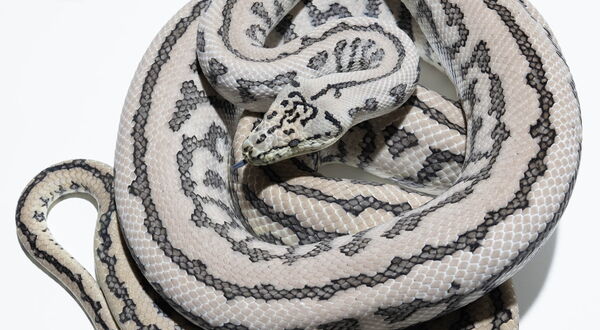 Caramel Axanthic Zebra Jaguar Teppichpython (Morelia spilota) – Vierfach-Kombination mit reduzierter Zeichnung, entsättigten Farbtönen und Jaguar-Musterauflösung