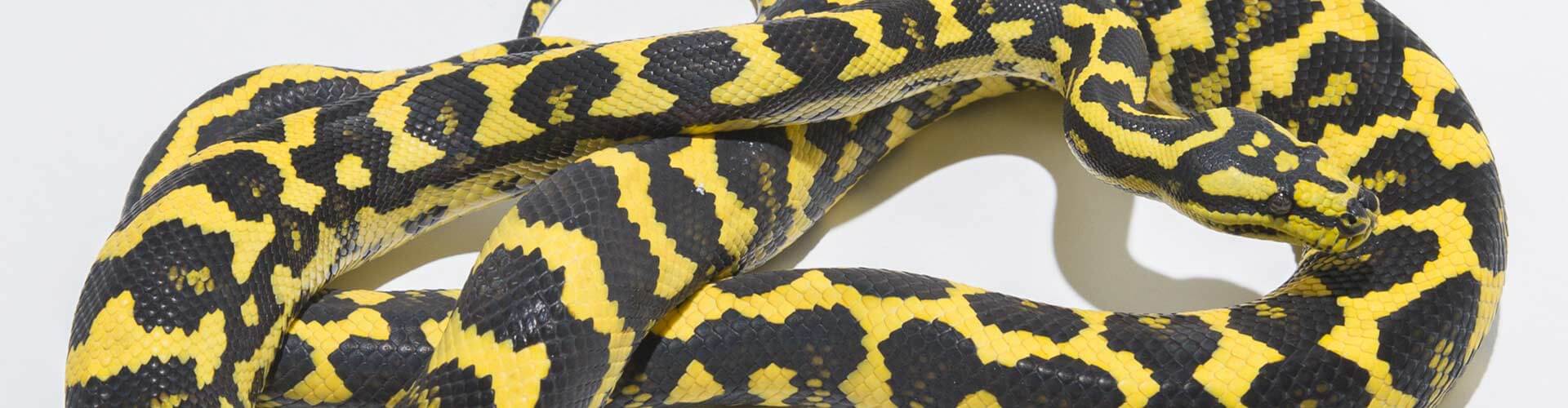 Jungle Carpet Pythons - Morelia spilota cheynei