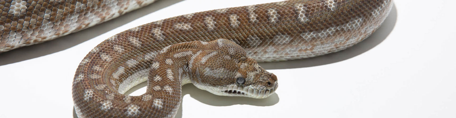 Bredls Python - Morelia bredli