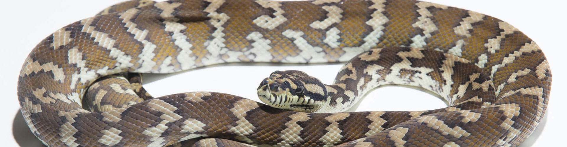 Papuan Carpet Python - Morelia spilota harrisoni