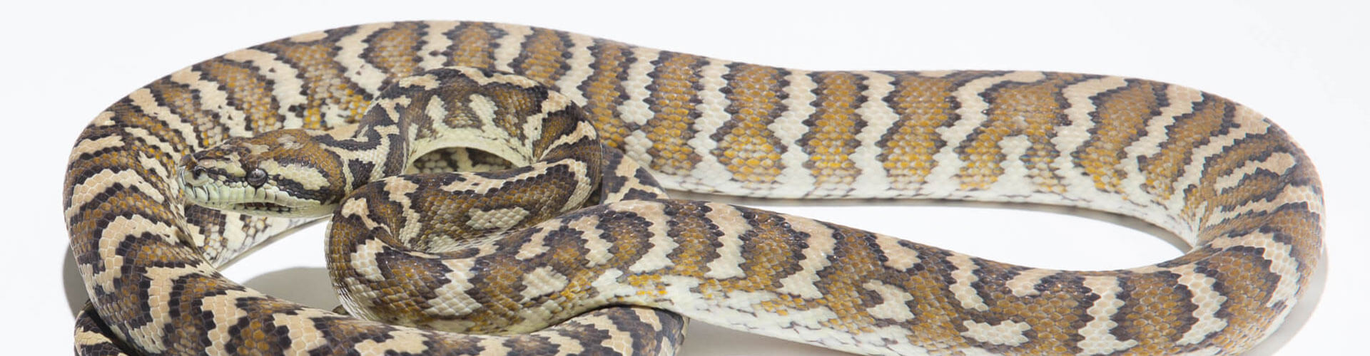 Morelia spilota variegata - Darwin Carpet Python