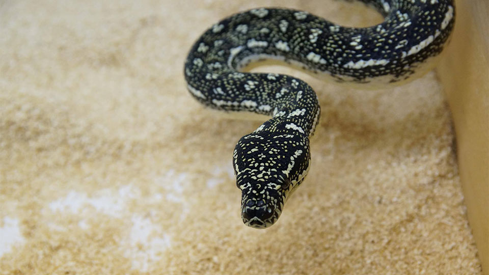 Diamond Pythons - Morelia spilota spilota