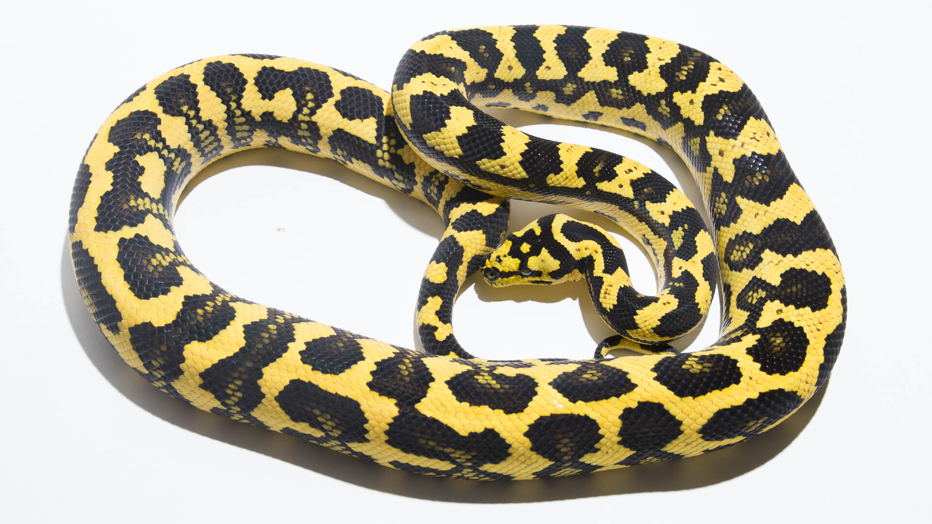 Morelia spilota cheynei - Jungle Carpet Python.