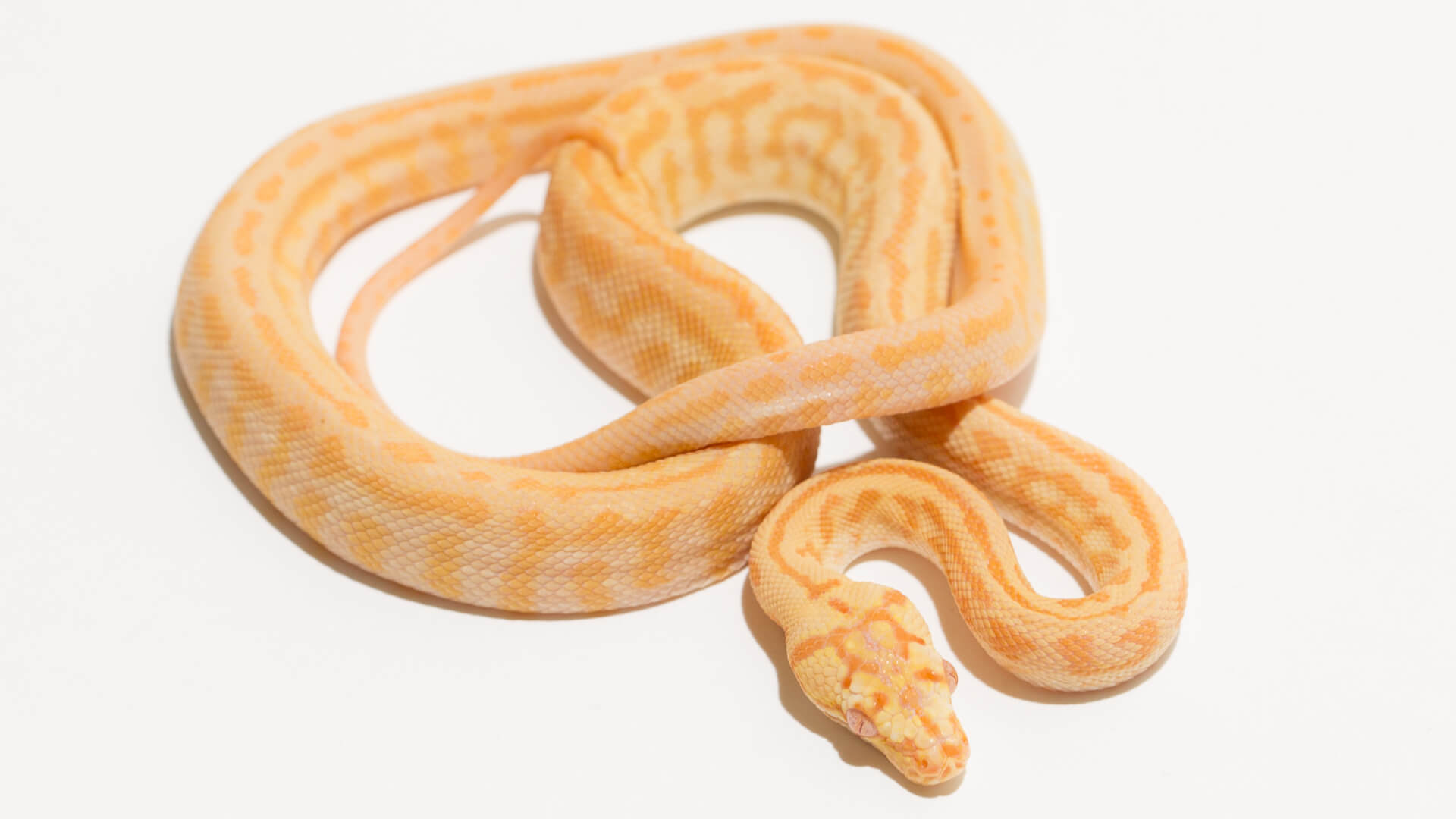 Albino Carpet Pythons.