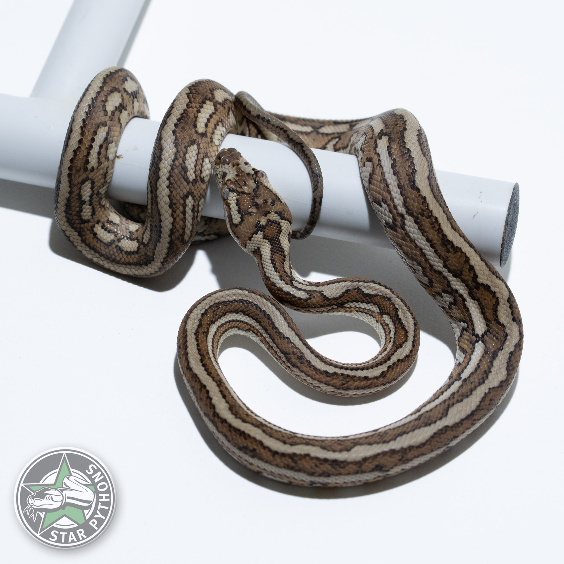 Caramel Tiger het Axanthic (pure Coastal) 25-558