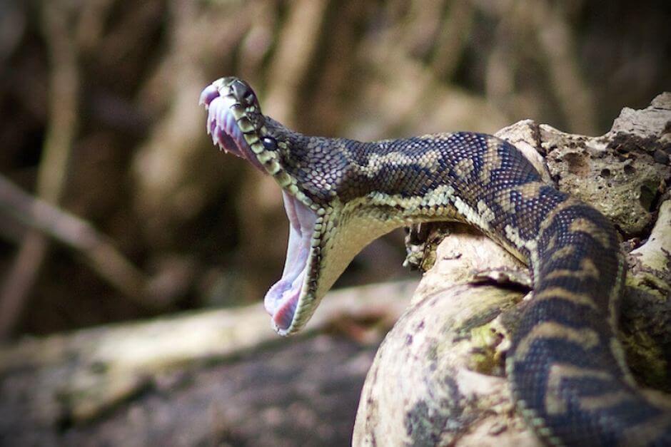 Carpet Pythons by StarPythons